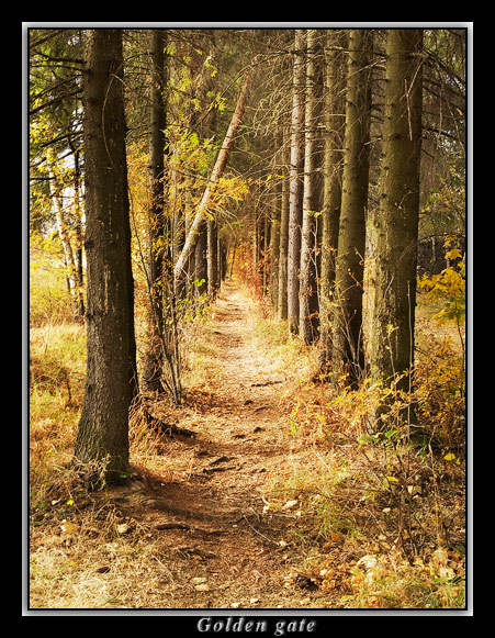 photo "Golden gate" tags: landscape, autumn, forest