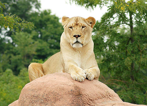 фото "The Big Cat" метки: природа, дикие животные