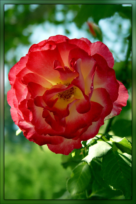 photo "Garden Rose" tags: nature, flowers