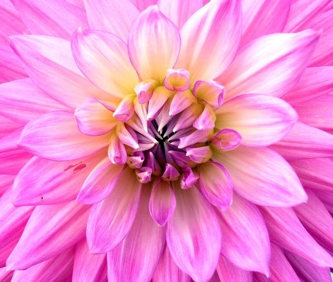 photo "Another Dahlia" tags: macro and close-up, nature, flowers