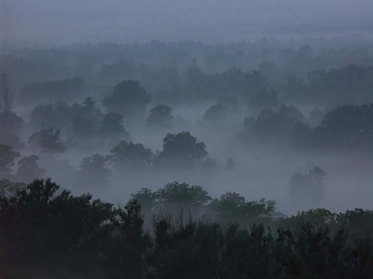 photo "Untitled photo" tags: landscape, forest