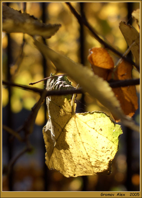 photo "Autumn small lamp" tags: landscape, nature, autumn, flowers