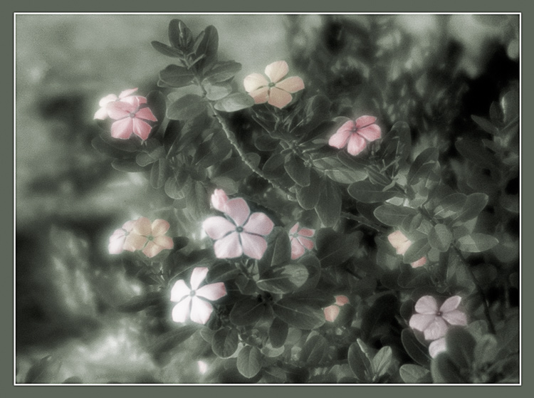 photo "Etude in soft tones." tags: nature, flowers