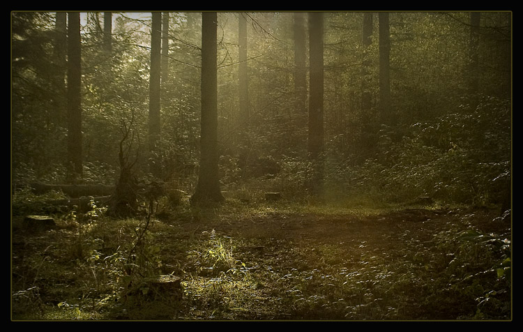 photo "The dark forest" tags: landscape, forest