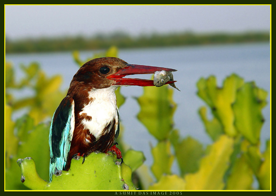 photo "Fishing Season opens again." tags: nature, wild animals