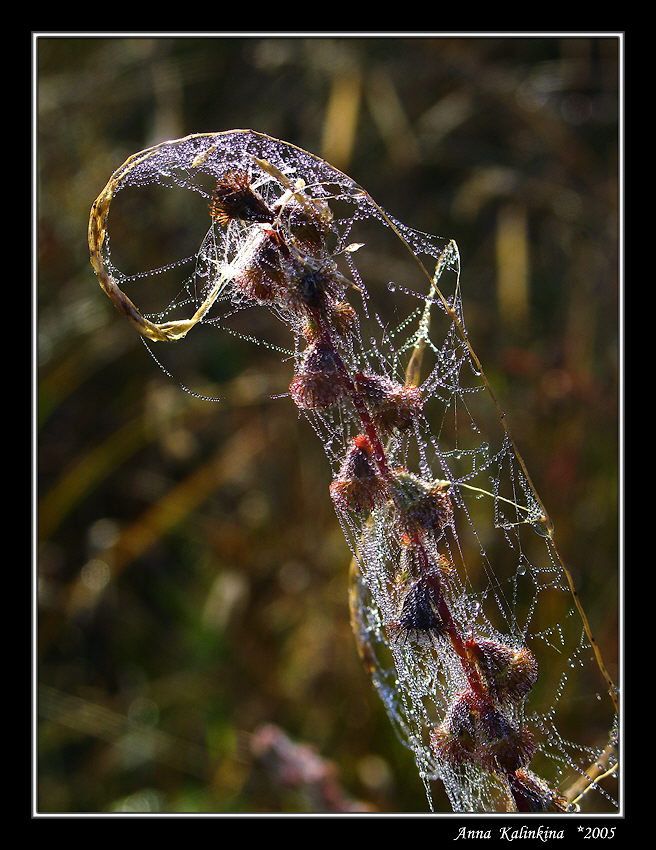 photo "Two one bottle" tags: landscape, autumn