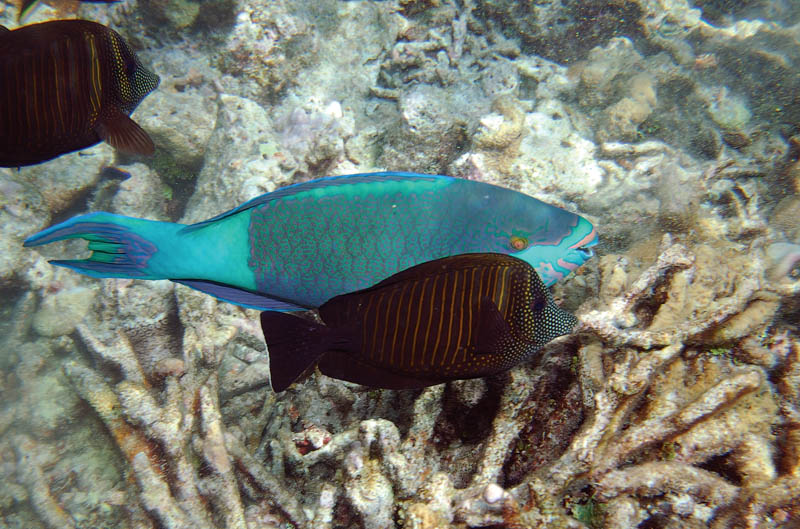 photo "Sweet Couple" tags: underwater, 