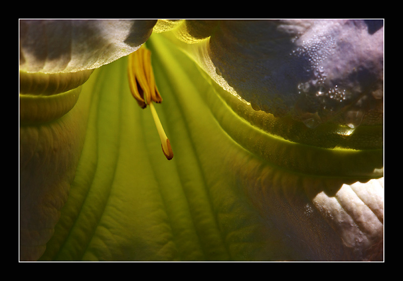 фото "Into the light" метки: природа, макро и крупный план, цветы