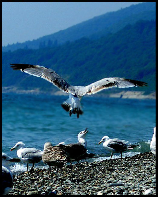 photo "Landing..." tags: landscape, nature, water, wild animals