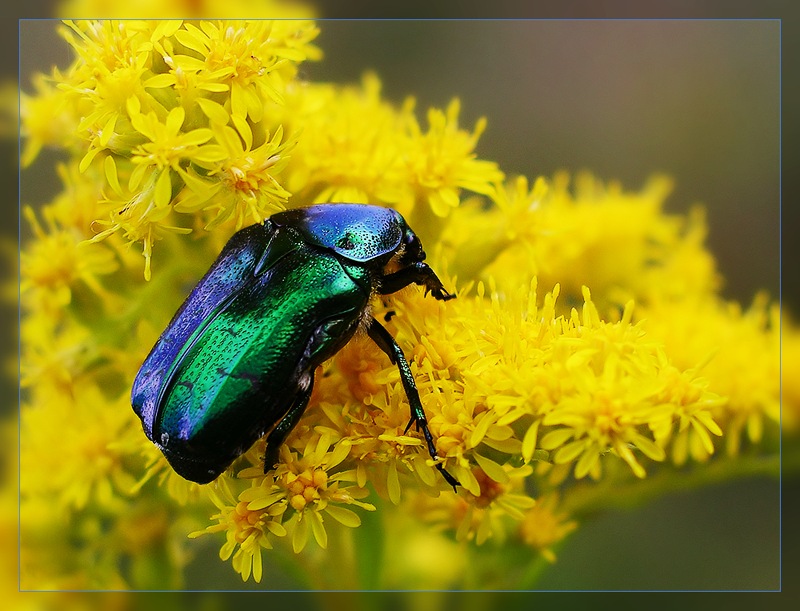 photo "***" tags: nature, macro and close-up, insect