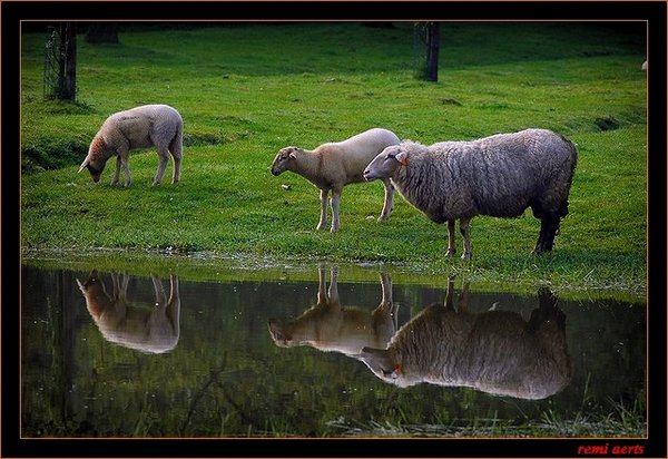 фото "3 sheeps" метки: природа, домашние животные