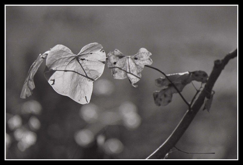 photo "My Broken Heart" tags: black&white, nature, flowers