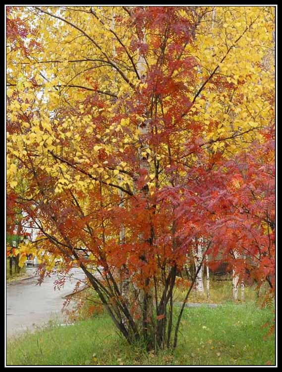 photo "Bouquet for my darling" tags: landscape, autumn