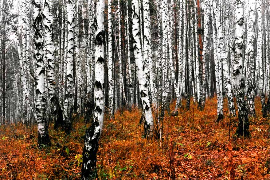 фото "Картины осени #1" метки: природа, пейзаж, осень