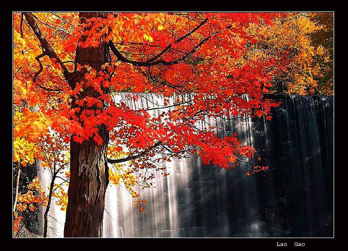 фото "Fall" метки: пейзаж, природа, осень, цветы