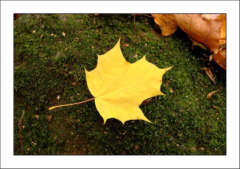 photo "Autumn leaf" tags: nature, landscape, autumn, flowers