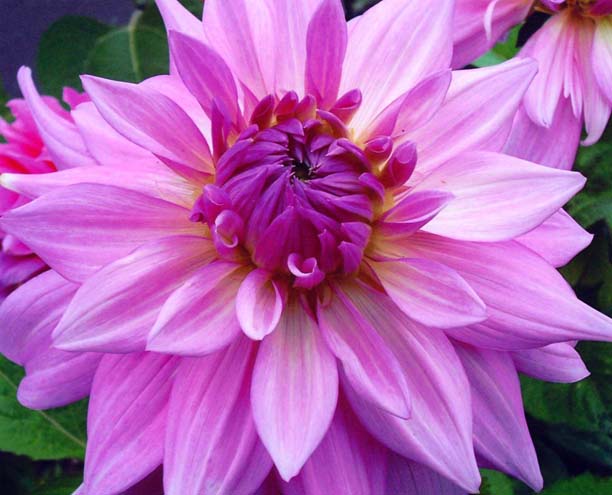 photo "Dahlia" tags: macro and close-up, nature, flowers