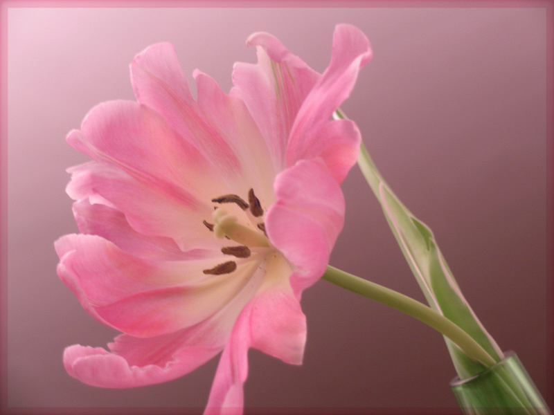 фото "pink flower" метки: природа, цветы
