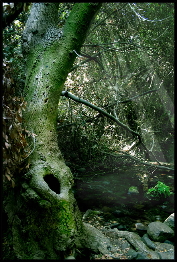 photo "The Forest" tags: nature, flowers