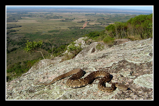 фото "Bothrops neuwiedi" метки: природа, пейзаж, дикие животные, лес