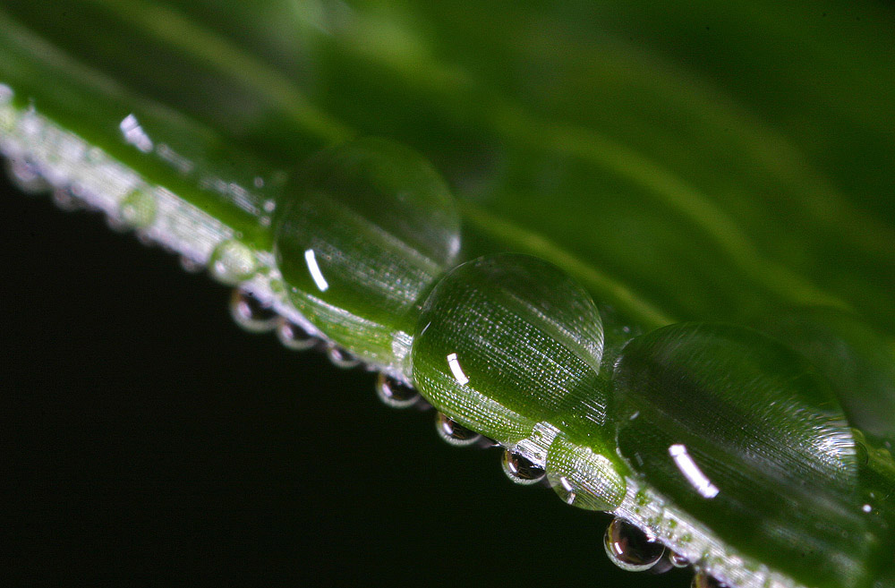 photo "dew" tags: macro and close-up, 