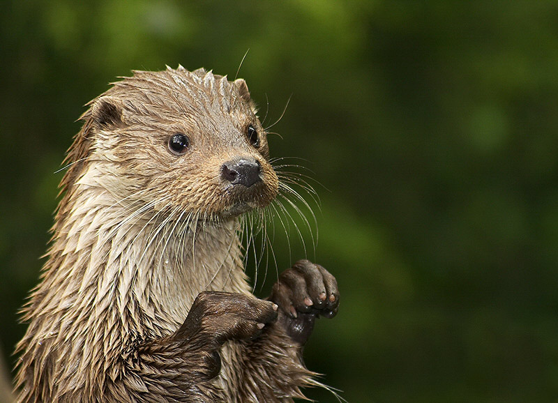 photo "otter" tags: nature, wild animals