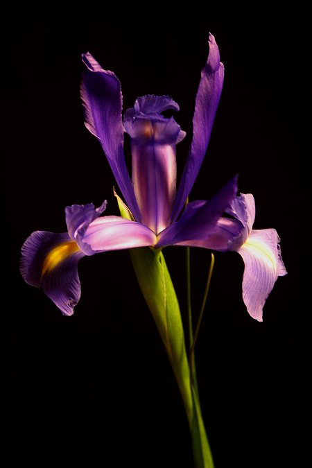 photo "Iris" tags: nature, flowers