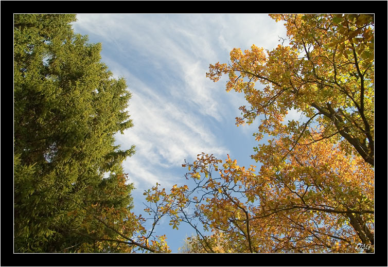 photo "About autumn sky" tags: landscape, autumn, forest