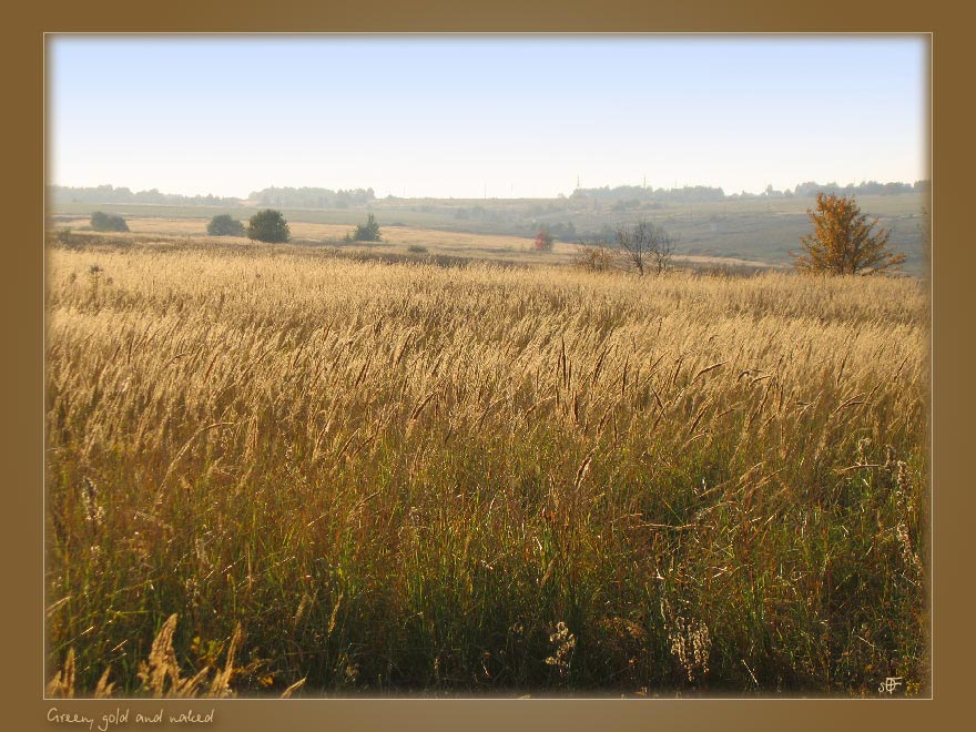 photo "Green, gold and naked" tags: landscape, nature, autumn