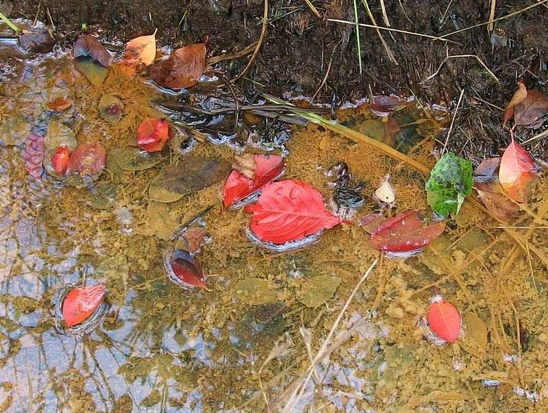 фото "Основные краски осени" метки: пейзаж, портрет, вода