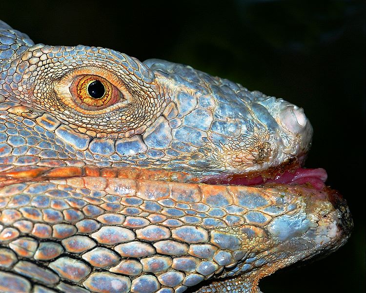 photo "Blue Iguana" tags: nature, wild animals