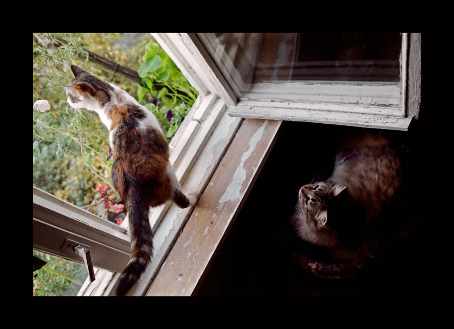 photo "My cats, Dzhuljetta and Vasilisa again -)" tags: nature, pets/farm animals
