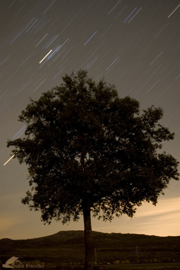 photo "STAR TREEp" tags: landscape, night