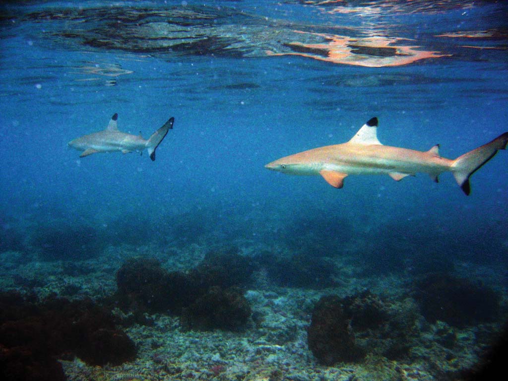 photo "Sharks" tags: underwater, nature, wild animals