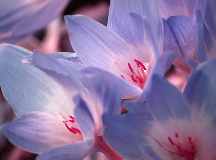 photo "Gentile blue" tags: nature, flowers