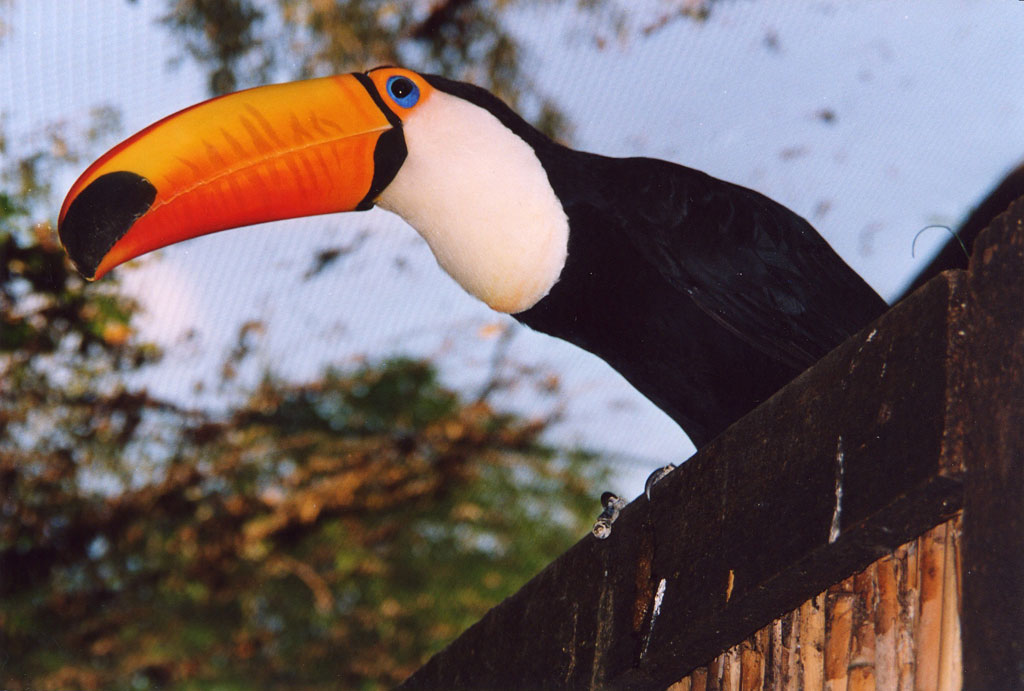 фото "Tucano" метки: природа, дикие животные