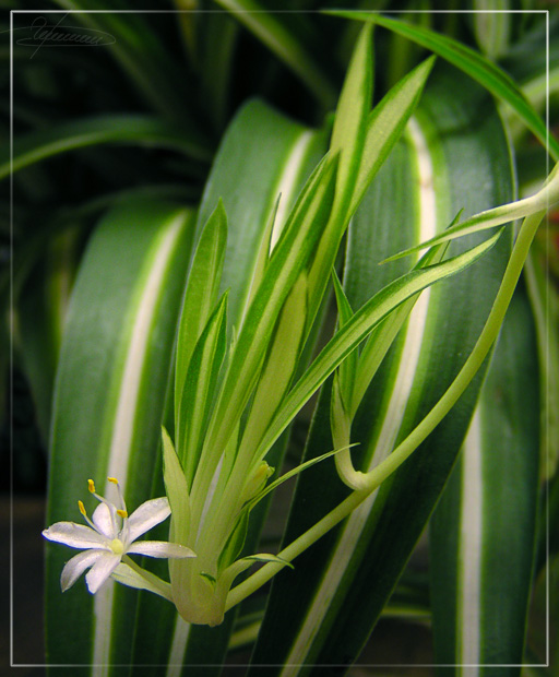photo "Green fountain." tags: nature, macro and close-up, flowers