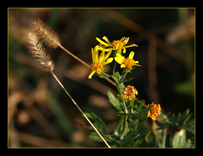 photo "Echo of summer." tags: macro and close-up, nature, flowers