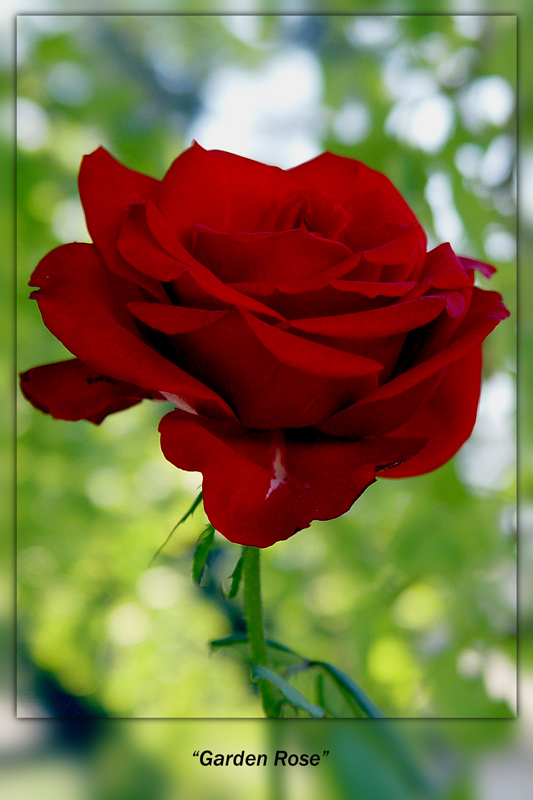 фото "Red Rose" метки: природа, цветы