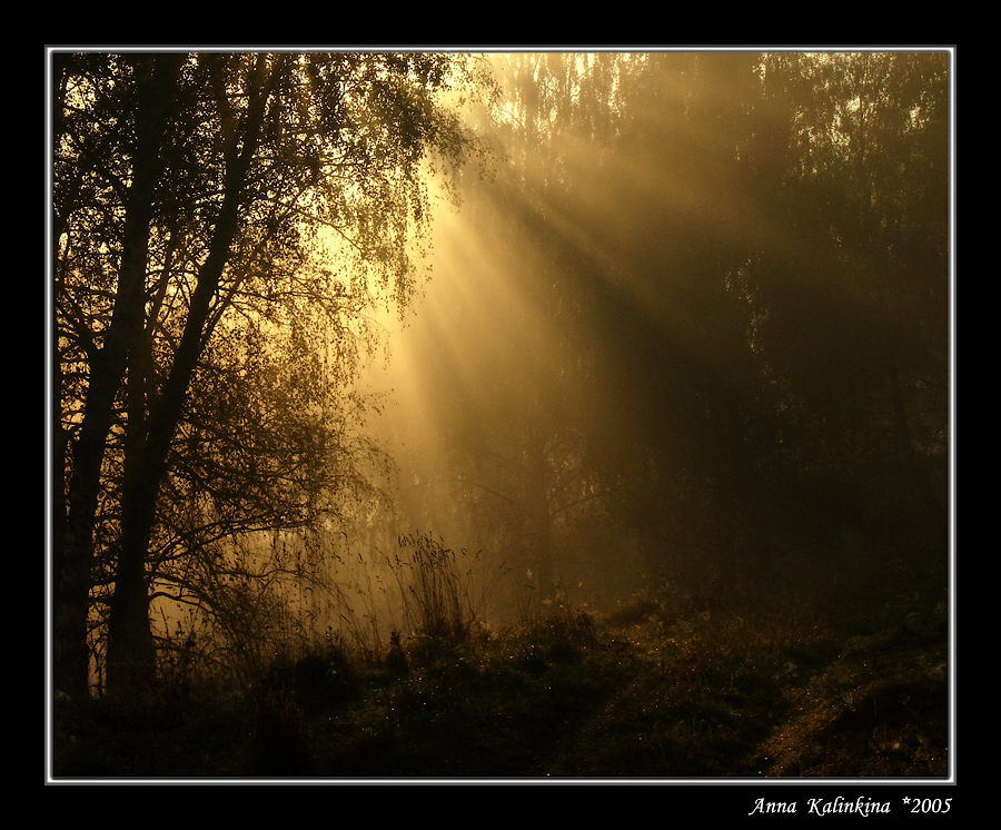 фото "Волшебный лес" метки: пейзаж, осень