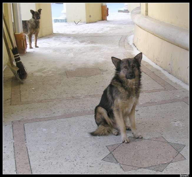 photo "Stray dogs" tags: nature, genre, pets/farm animals