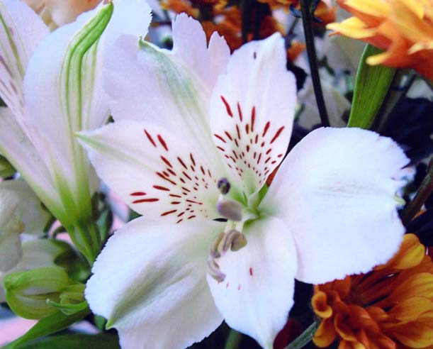 фото "Lilium Species" метки: макро и крупный план, природа, цветы