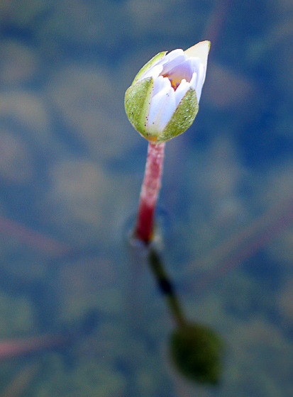 photo "Design for clock :)" tags: nature, flowers