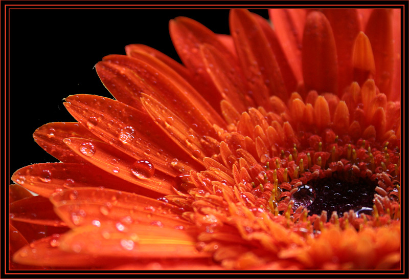 photo "The tears of..." tags: macro and close-up, nature, flowers