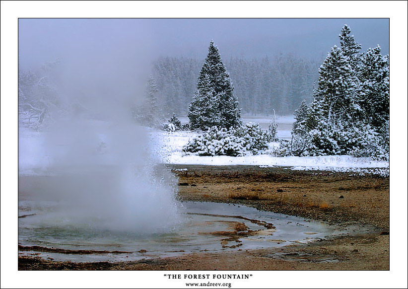 photo "The Forest Fountain" tags: landscape, travel, North America, forest