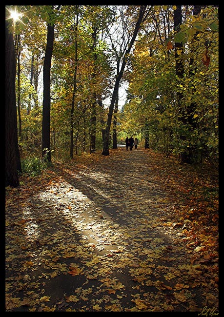 photo "***" tags: landscape, autumn, forest