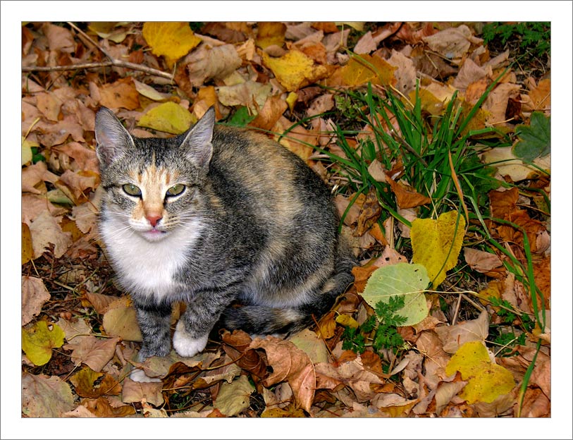 фото "...коты осенние..." метки: природа, пейзаж, дикие животные, осень