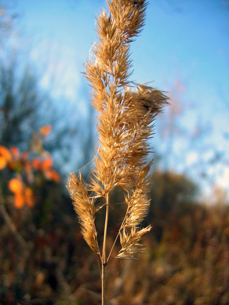 photo "Autumn in yellow tones" tags: landscape, autumn