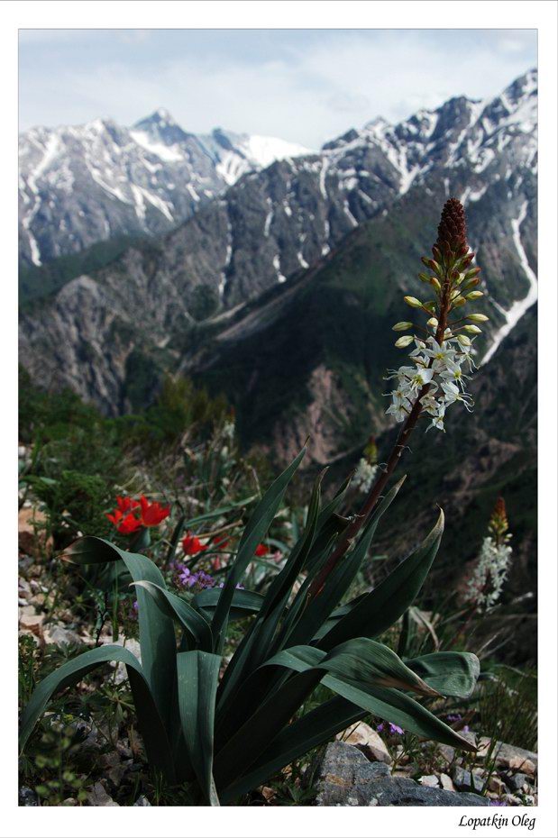 photo "Spring in the mountains...." tags: travel, nature, Asia, flowers