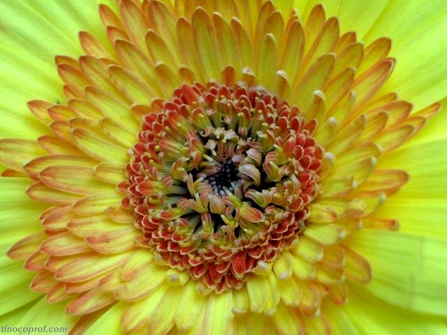 photo "Details" tags: nature, flowers